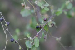 Grewia tenax